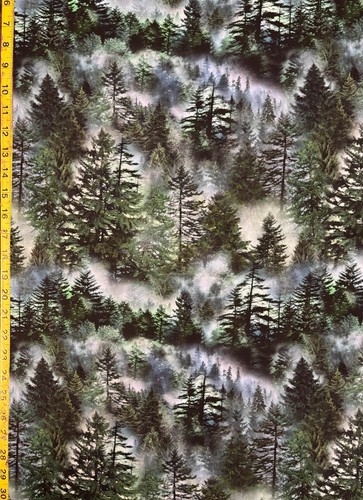 Evergreen trees forest nature - evergreen,